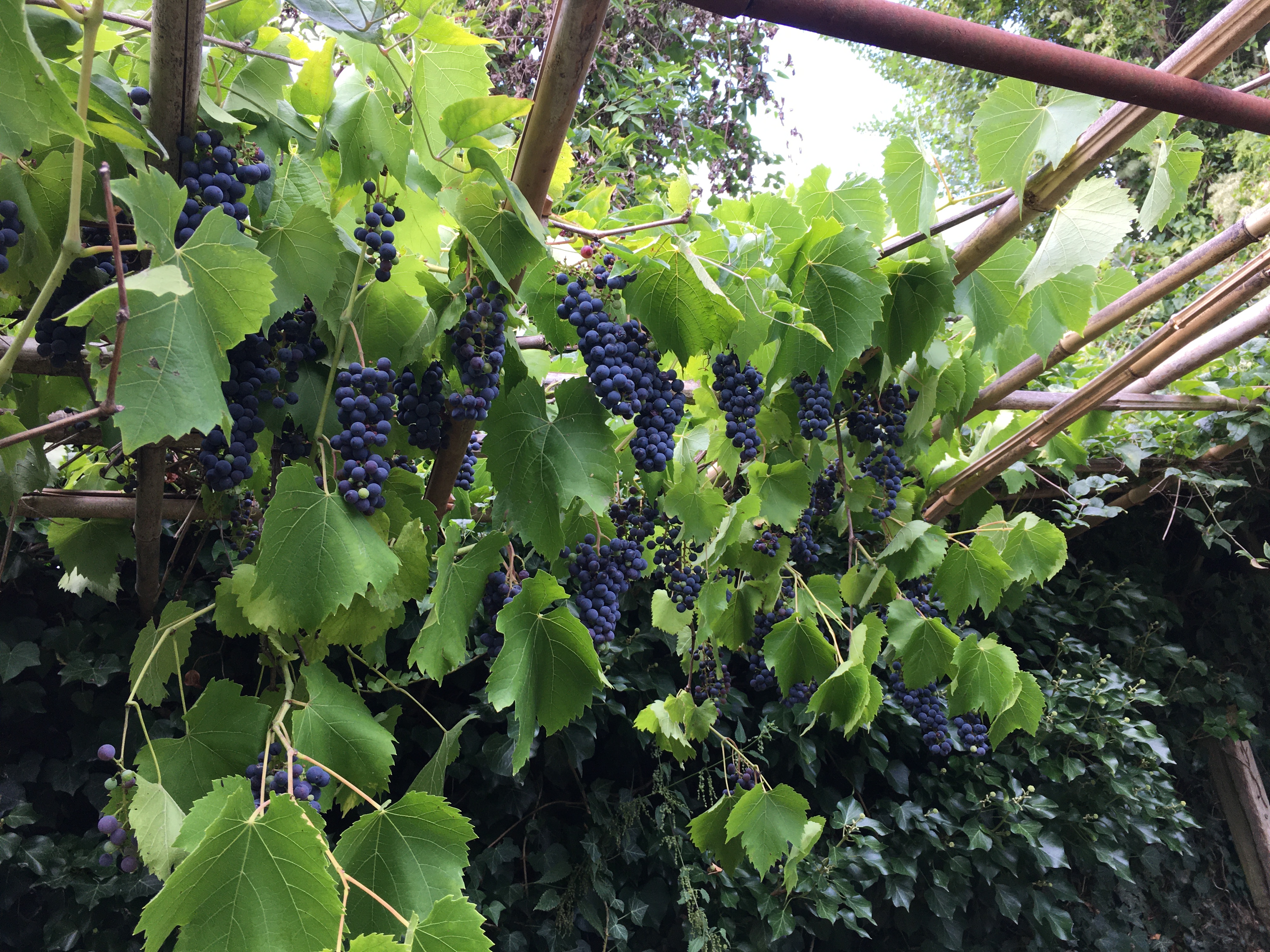 Greffe d une vigne locale non traitée 